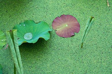 《原神》移动端国内收入超50亿美元 游戏太吸引人了